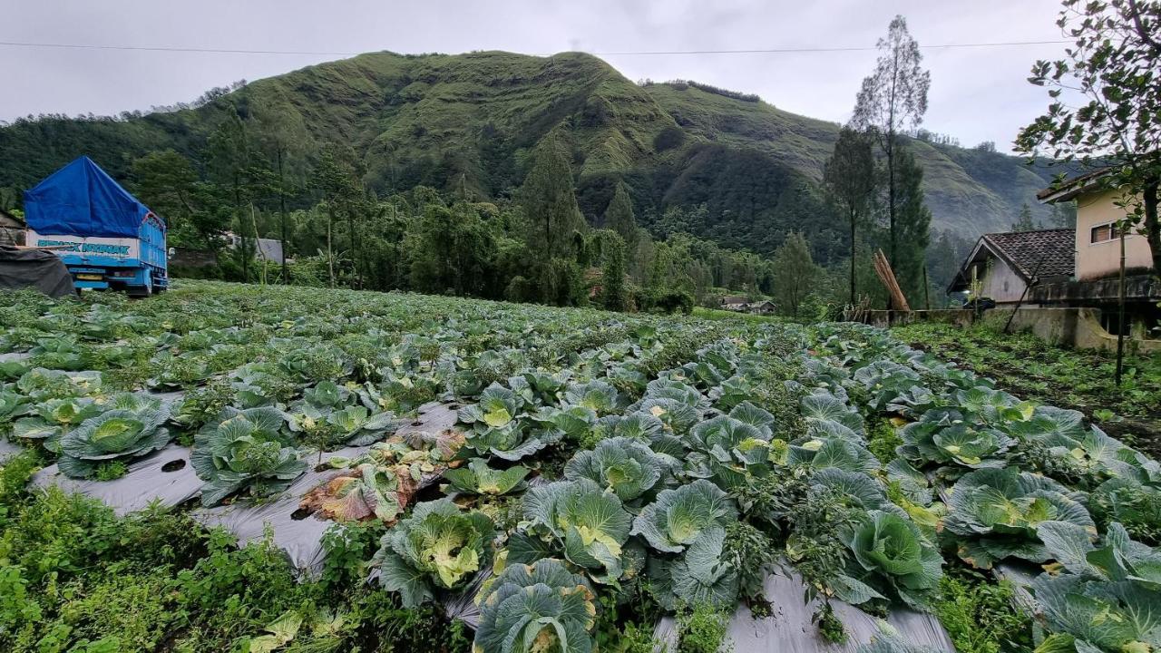 Arum Bromo Villas Ngadisari Dış mekan fotoğraf